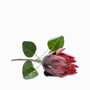 Flor-protea